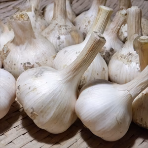 自然栽培（無除草剤！無肥料！無農薬！）の期間限定　生にんにく　