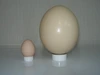 鹿児島県産　ダチョウの卵2個入り
