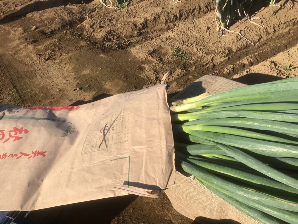 留守農場の甘くてうまい泥ネギ2kg。