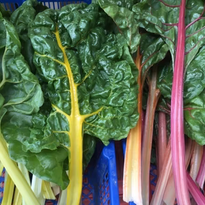 美しいカラフル野菜 スイスチャード15～20本