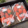 いちご　かおり野　2パック入り「こづちBox」