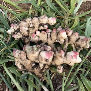 国産【茨城県産】新生姜