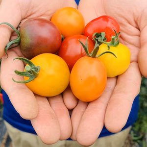 わくわくパクパク7品種ミニトマト食べ比べ【プチぷよ入り】