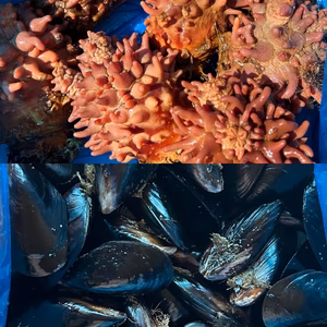 ⚠️数量限定⚠️ホヤ・ムール貝5キロセット‼️