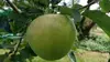 【先行予約】生産者が大好きな黄色いりんご！名月約1.5kg（10月お届け）