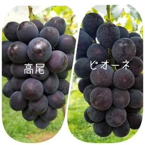 ポケマル 果物の高尾の通販 全国の農家から産地直送で取り寄せできるポケットマルシェ