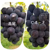 2大黒ぶどう食べ比べセット【高尾.ピオーネ】優品(B級)
