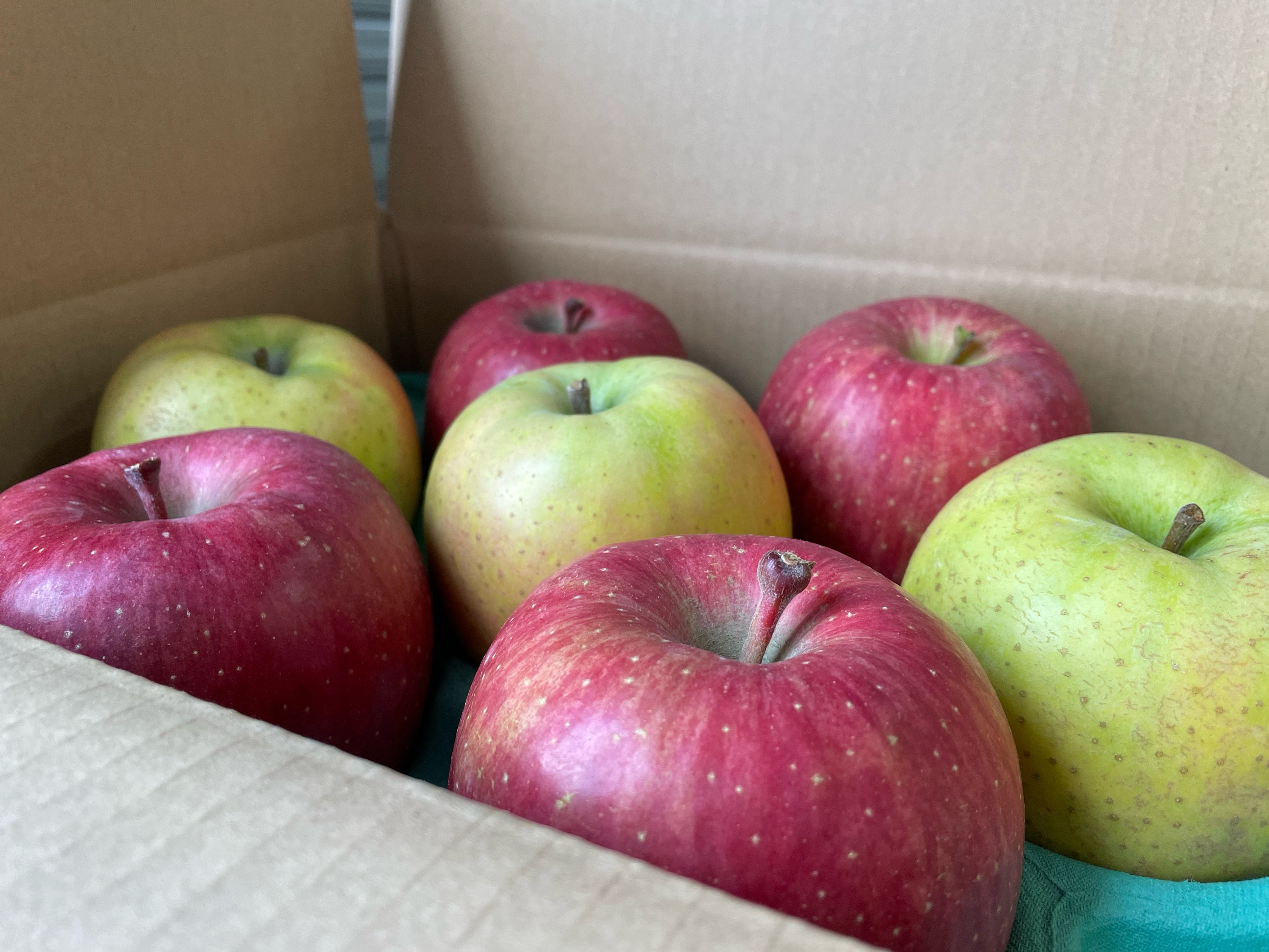 特選サンふじ　10キロ　長野県産　減農薬　化学肥料不使用　わんぱくりんご