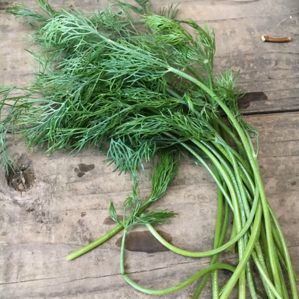 有機JAS　ハーブ　ディル