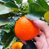 【熱海産♨️農薬化学肥料不使用】熱海特産ビターオレンジ（橙/ダイダイ）