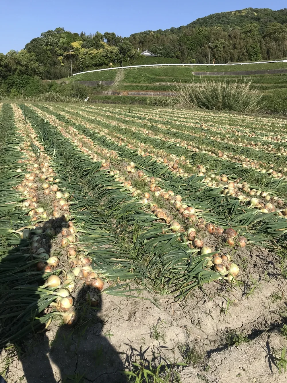 お得なワケあり‼️淡路島産玉ねぎ 10kg 【品種：ターザン】