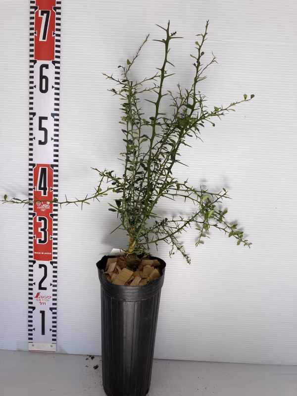 フィンガーライム接木苗　グリーンジャイアント