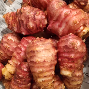 菊芋【農薬不使用】ステイホーム応援!