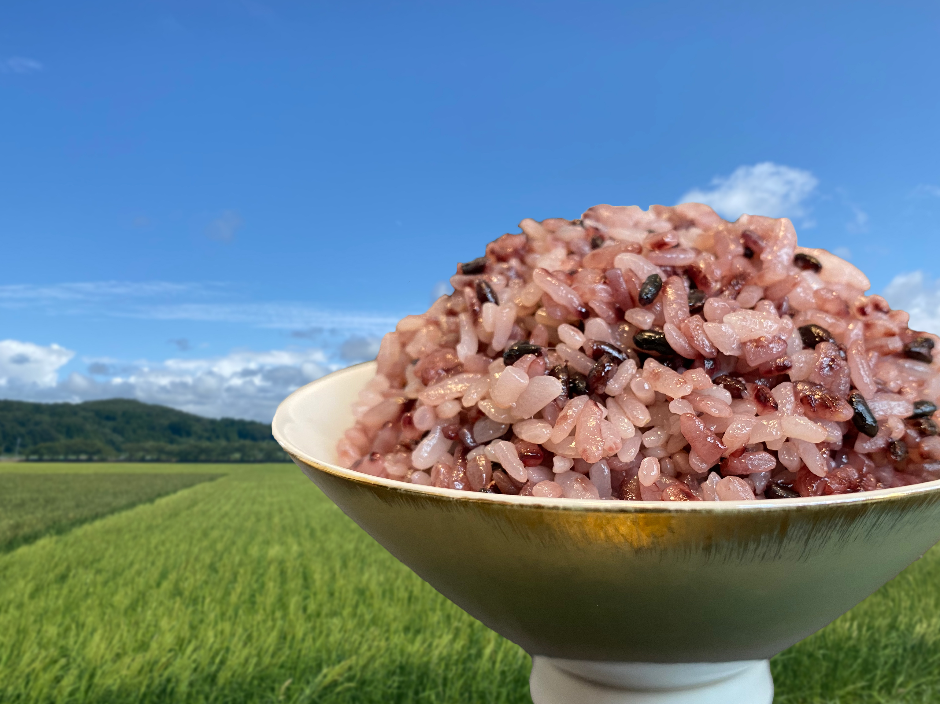 農薬・化学肥料不使用R6年産「黒米」600g<有機JAS認証>｜雑穀
