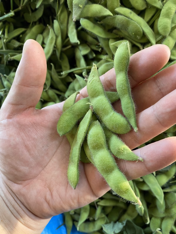 ‼️訳アリ　2キロが通常より1000円OFF‼️ささきの豆☆夏のツマミ☆