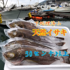 丸ごといさき（サイズあり）約25〜35センチ以上のイサキ