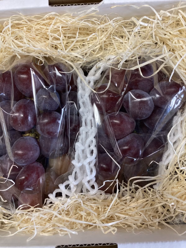 家庭用　富士の輝き　2房入合計1.1キロ以上　シャインマスカットの子