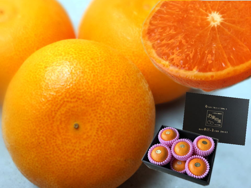 樹上完熟！甘～いみかんの大トロ！木熟せとか 厳選プレミアム 【400-2