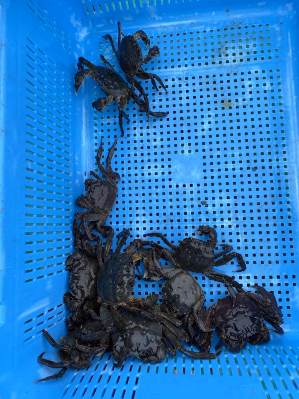 [訳あり]カニのパスタ、味噌汁やスープの出汁などにズガニ、ツガニ