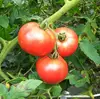 ＪＡＳ認証・有機栽培の完熟トマト（５ｋｇ）