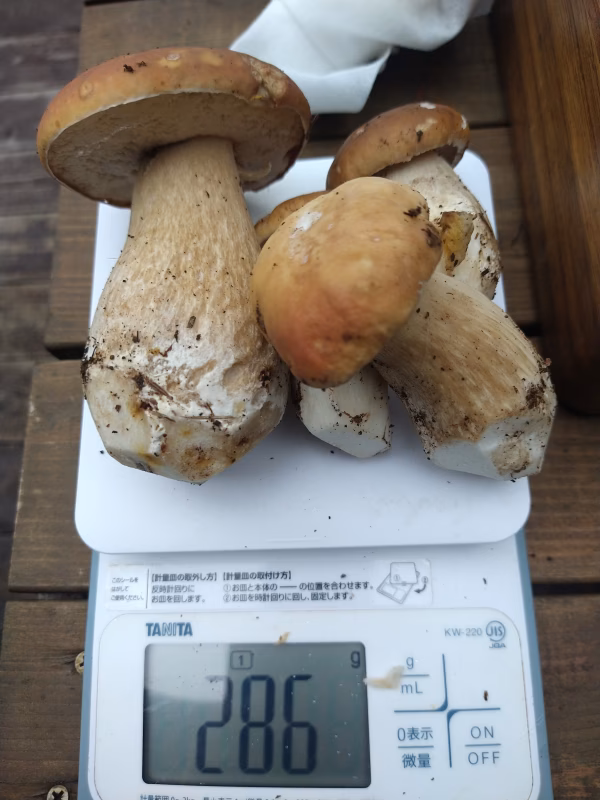 ◆初物◆ニセコ産天然ポルチーニ状態良し