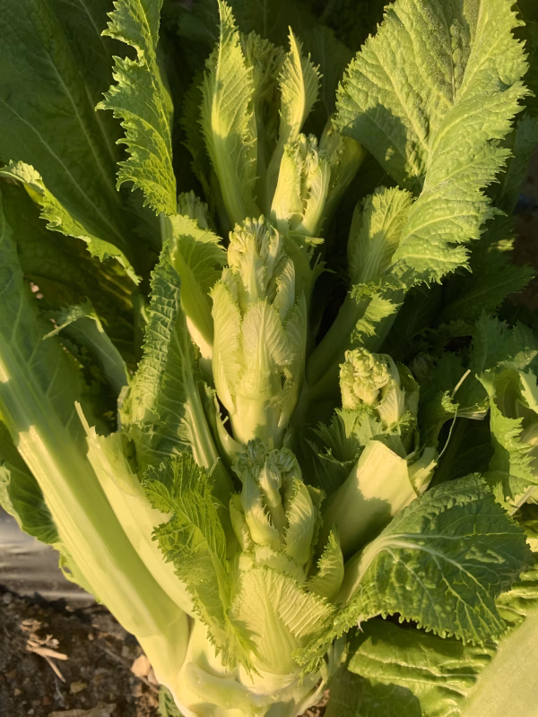 淡路島から子持高菜とレタス類のセット！！今なら新玉ねぎ入り