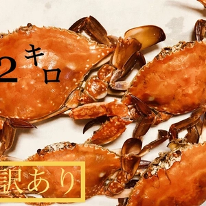 美味しいのに訳あり‼︎竹崎カニ（サイズまぜ）