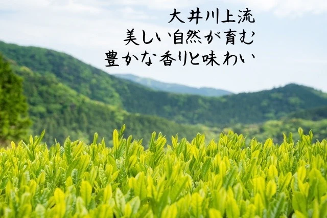 【福袋2023】川根茶おためしセット(宅急便)