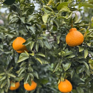 和歌山産　不知火　デコポン　家庭用訳あり　採れたて新鮮