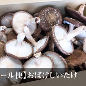 【クール便】数量限定　希少！どでか椎茸　銅賞受賞の湯布院産菌床生したけ