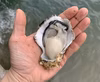 すぐ発送！この時期逃せば来シーズン！美浄生牡蠣　殻付き　小ぶりサイズ