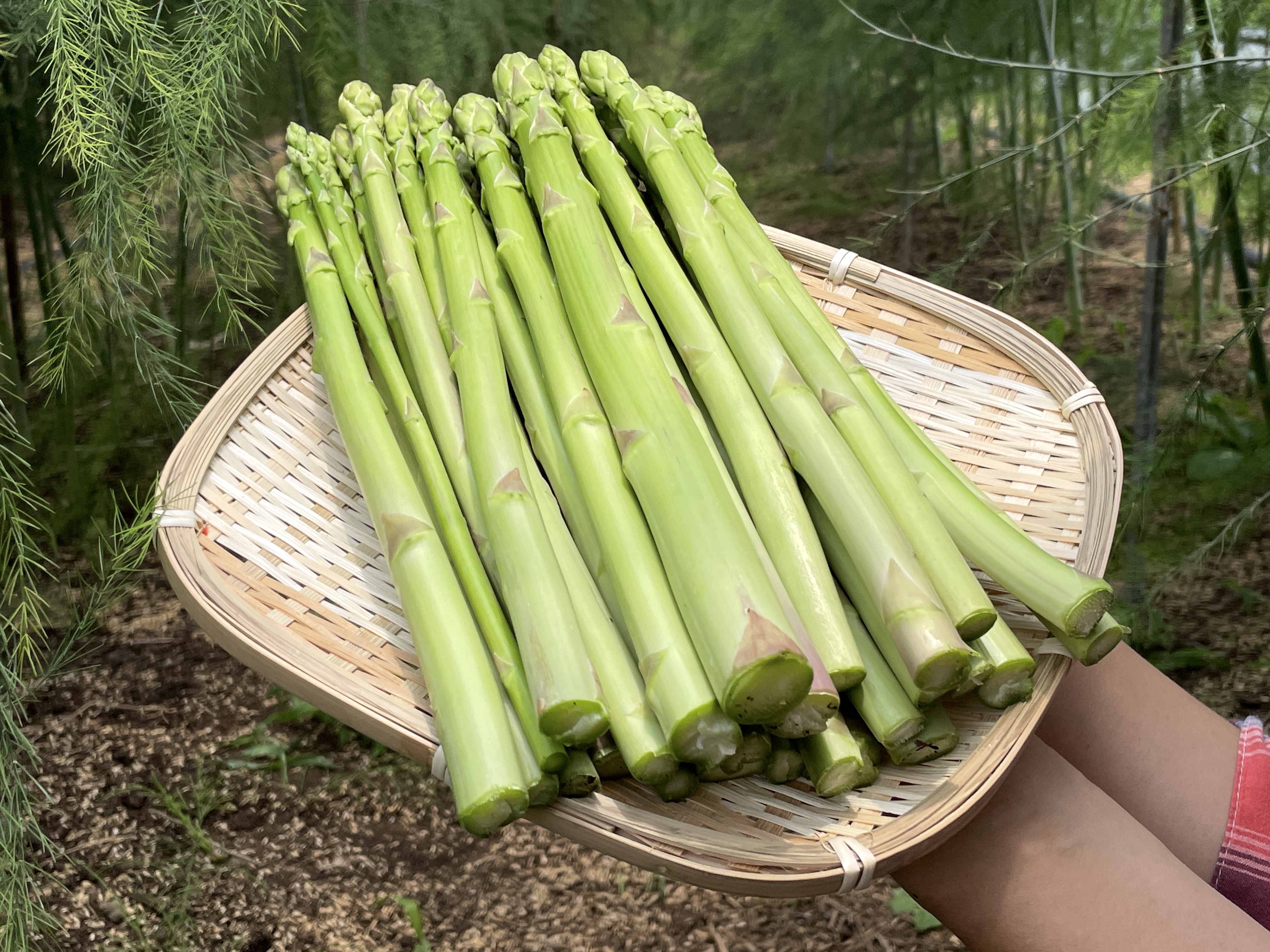 自然栽培ならでは!】自然な甘さと旨味に自信あり!! 自然栽培