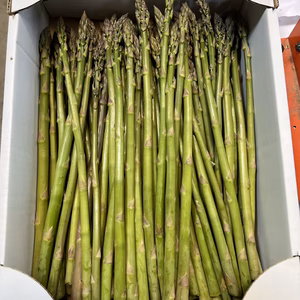 2年目の露地栽培アスパラ訳あり