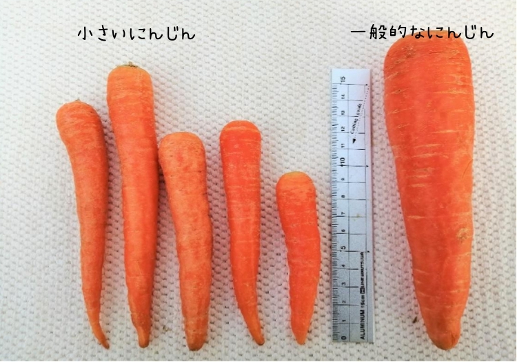 平均糖度9度完熟訳ありにんじん 3kg 見た目はb級味はa級 農家漁師から産地直送の通販 ポケットマルシェ
