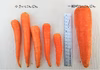 【平均糖度9度完熟訳ありにんじん】3kg 見た目はB級味はA級
