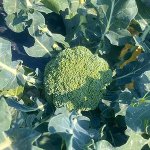 ブロッコリー　訳アリ