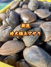 【お歳暮や贈り物に】厳選！特大極上アサリ