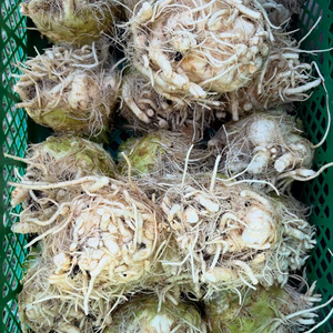 若採り根セロリ / celeriac