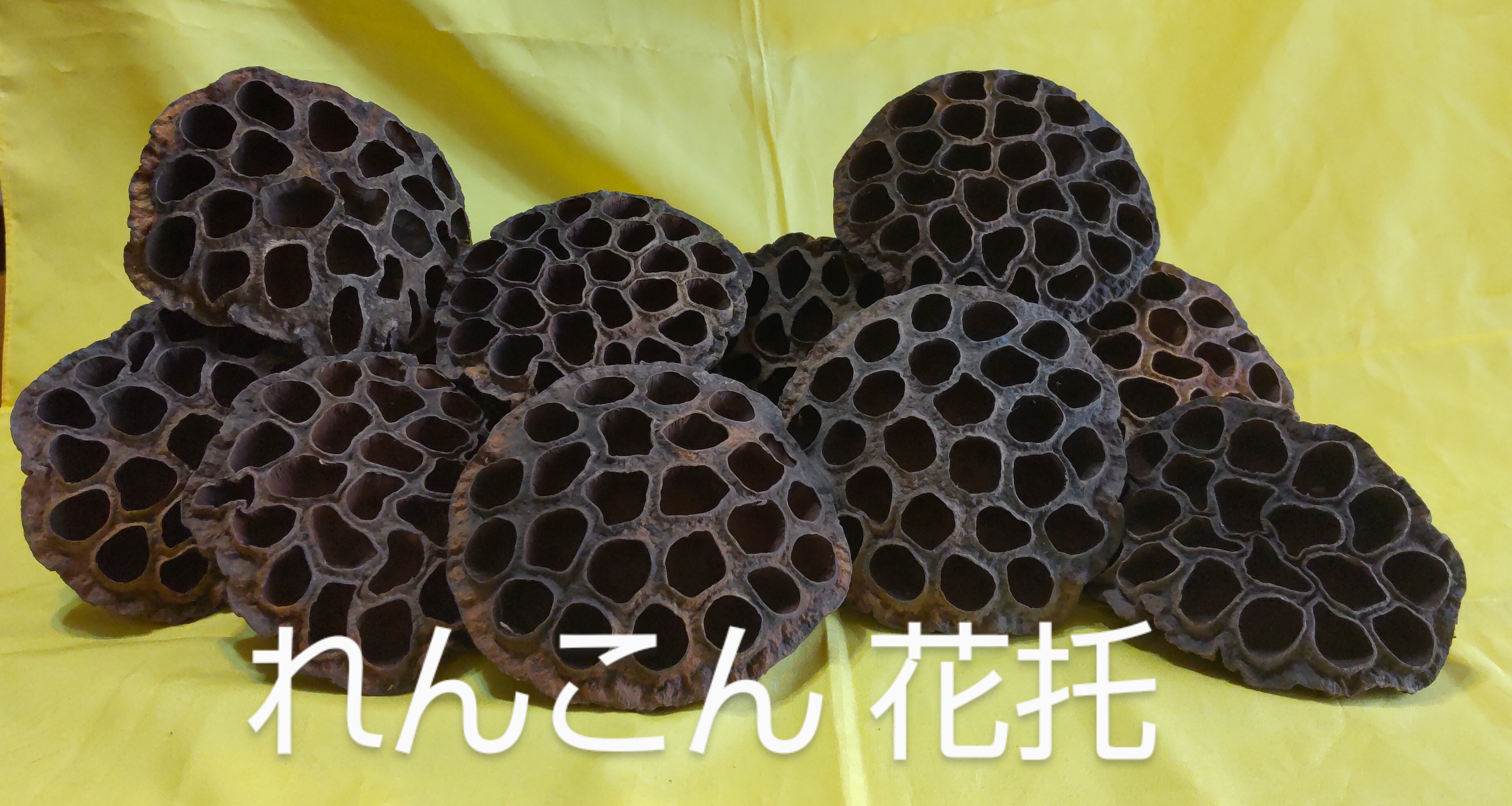 貴重】蓮の花 ドライ花托(かたく)｜その他の花・観葉植物の商品詳細