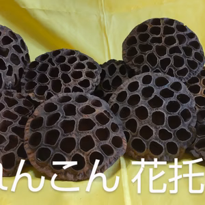 【貴重】蓮の花 ドライ花托(かたく)