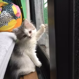 蜜入りりんごが食べたい