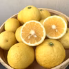 可愛くて甘い！希少な黄金柑【農薬不使用】