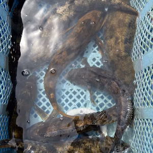 二日間限定！　北海道　噴火湾産　アイナメ　1ｋｇオーバー　3本入り