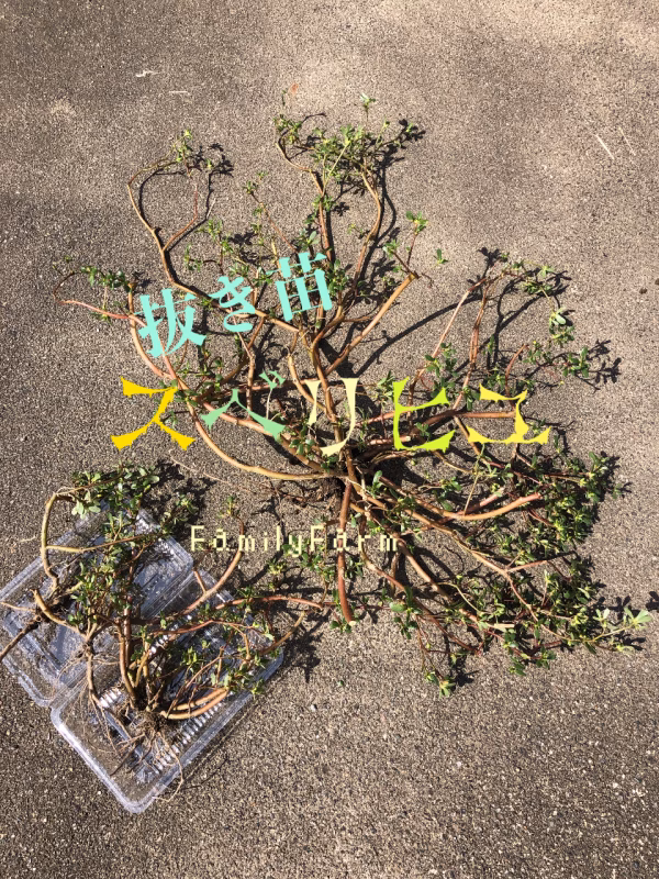 滑莧（すべりひゆ）３抜き苗★送料無料　オメガ３　スーパーフード