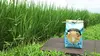 【新米】【玄米】これが自然エネルギーの結晶≫医農米「かぐれ」
