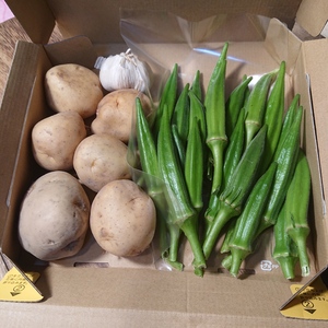 【送料無料】定番野菜セット（ジャガイモ、オクラ）【無農薬】