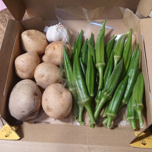 【送料無料】夏野菜セット（ジャガイモ、オクラ、ニンニク）農薬不使用      