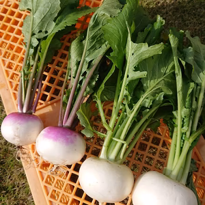 栽培中農薬・化学肥料不使用の✨️大根&大根菜&カブ✨️セット‼️