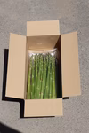 夏芽アスパラガス　Mサイズ1kg
