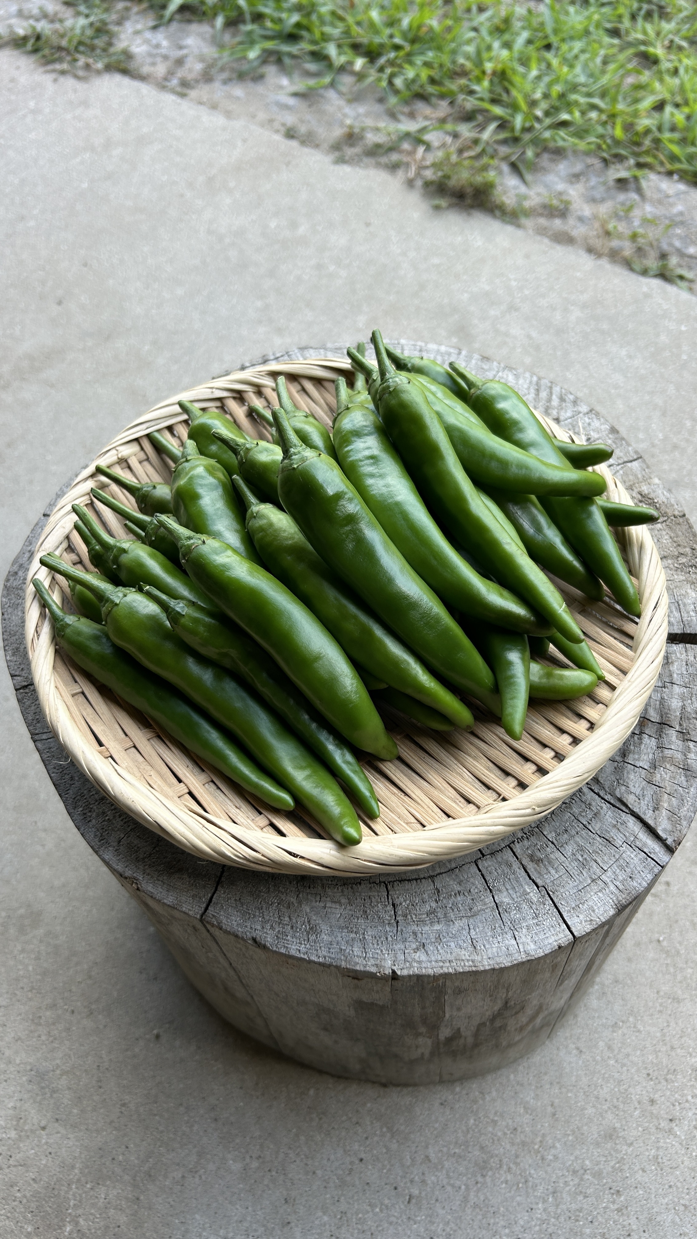 青唐辛子　ホットパラソルex １０キロ 56dc0d2c4aadaf407085caf42fc064